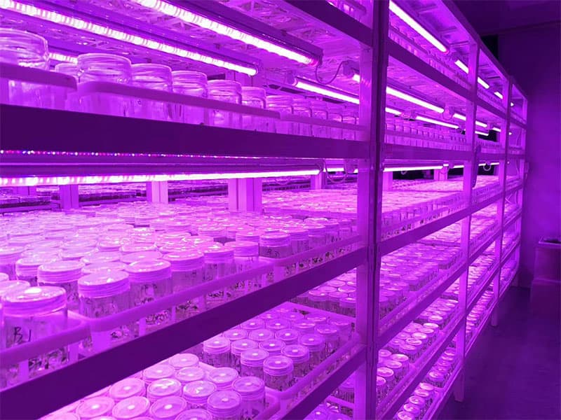 茄子视频成人在线观看灯