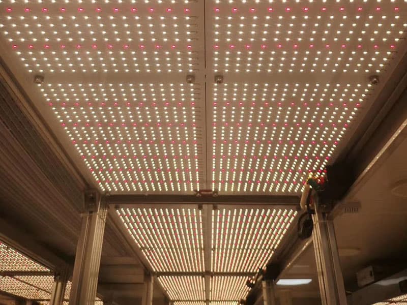 茄子视频成人在线观看灯