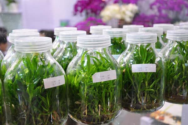 茄子视频成人在线观看瓶厂家为您解答育苗移栽难以成活的原因有哪些