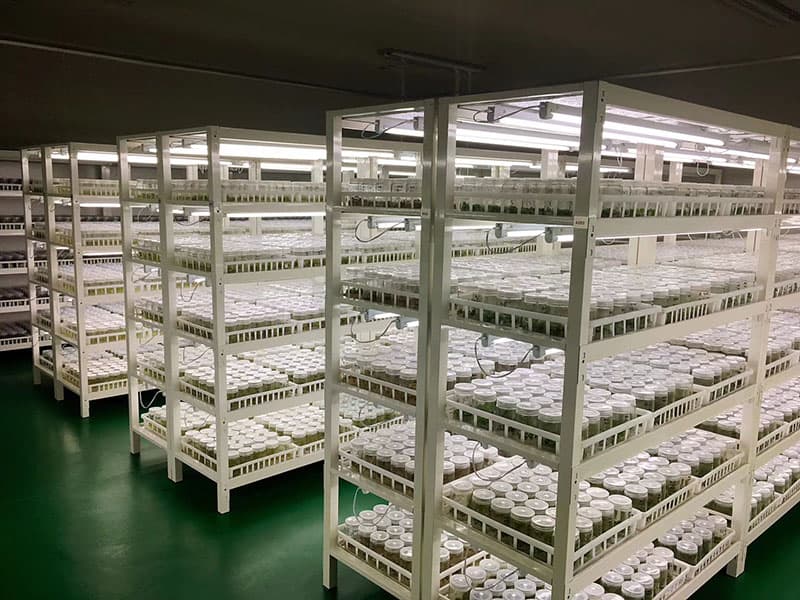 带茄子视频成人在线观看筐培养架