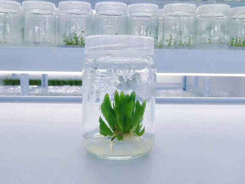 茄子视频成人在线观看瓶