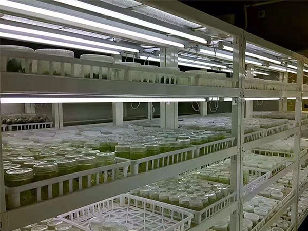 茄子视频黄色下载LED茄子视频成人在线观看架产品