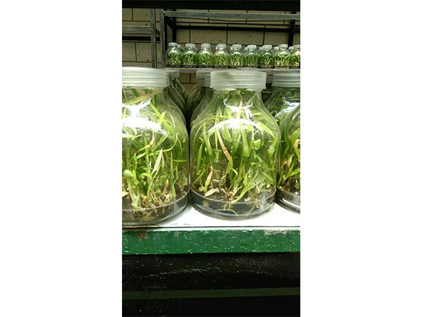 蓝莓茄子视频成人在线观看苗瓶外扦插生根的研究