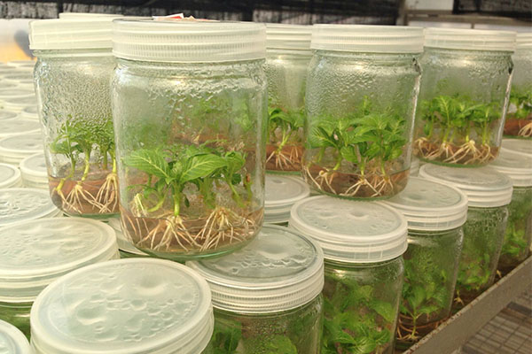 茄子视频成人在线观看苗