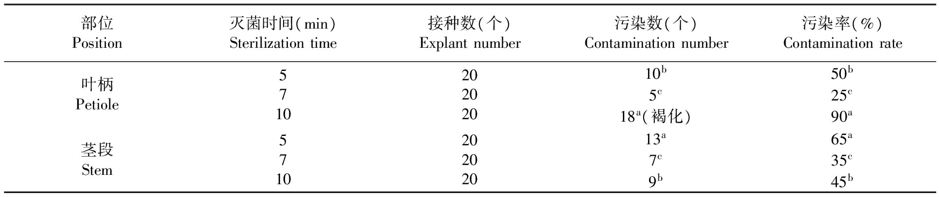 金钻蔓绿绒的茄子视频成人在线观看苗繁殖生产技术研究