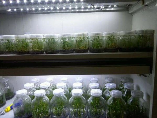 兰花茄子视频成人在线观看技术研究