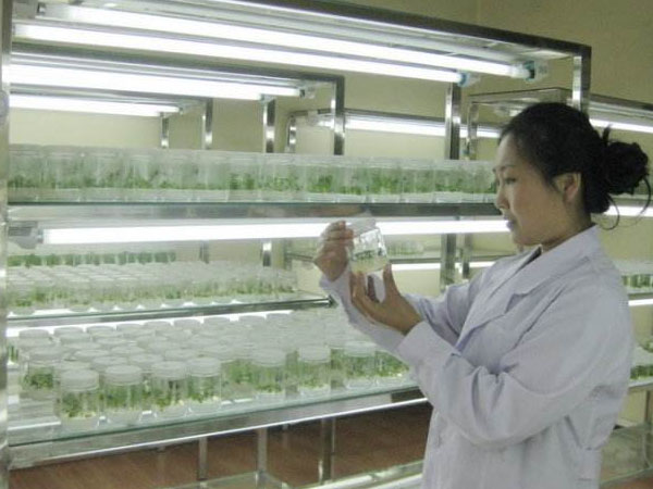 中国茄子视频成人在线观看种苗产业的几大热点领域