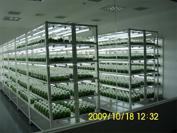 兰花茄子视频成人在线观看技术研究