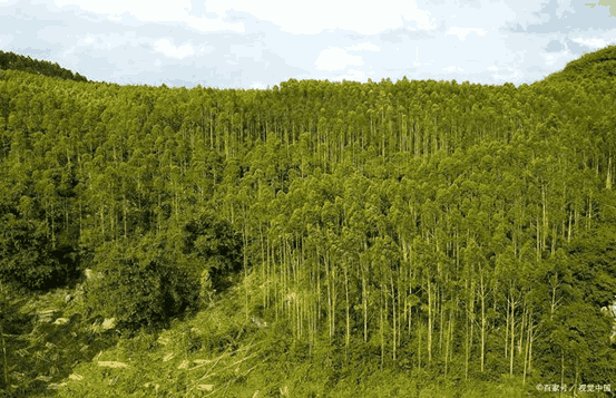 杂交构树茄子视频成人在线观看快繁体系的建立(含诱导愈伤、壮苗、生根、移栽)