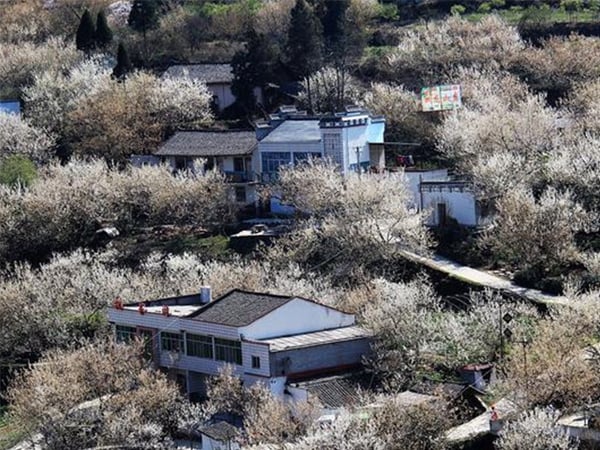 樱桃茄子视频成人在线观看快繁试验