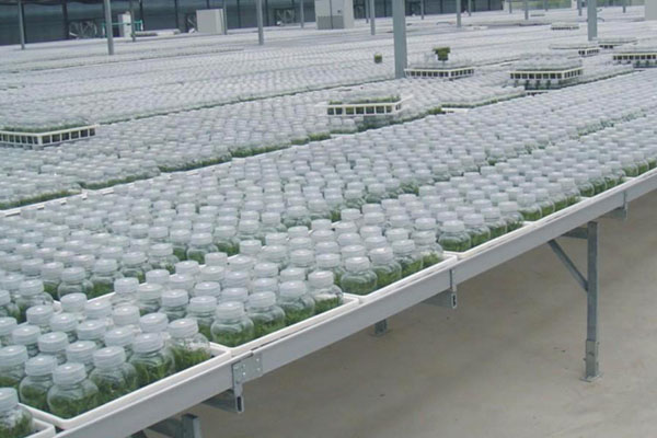 茄子视频成人在线观看室