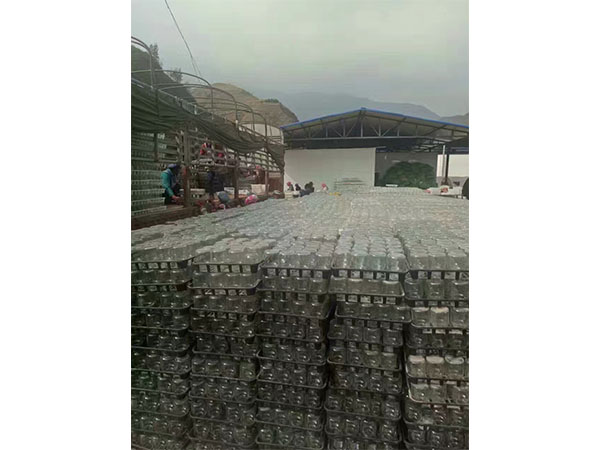 多花黄精根茎芽高效茄子视频成人在线观看的试验材料与方法