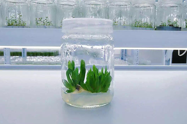 植物茄子视频成人在线观看的条件有哪些