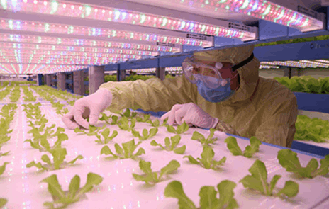 茄子视频黄色下载茄子视频成人在线观看详解植物工厂