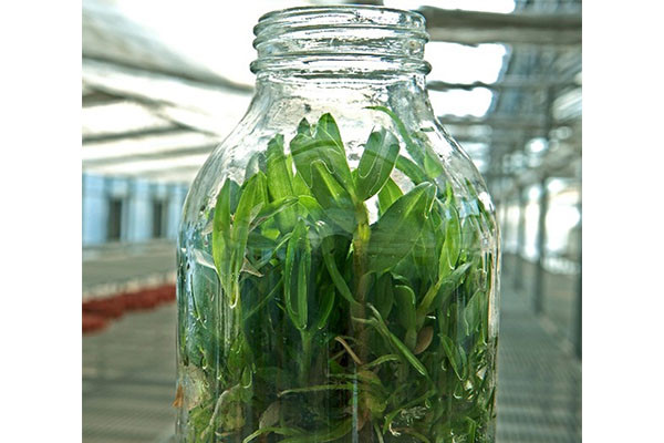 刚收到的茄子视频成人在线观看苗应该怎样进行处理