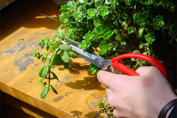 植物茄子视频成人在线观看外植体的修剪切割与接种的过程