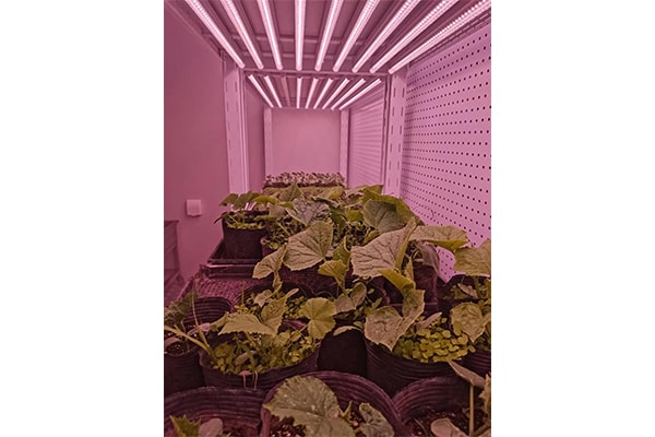 茄子视频成人在线观看