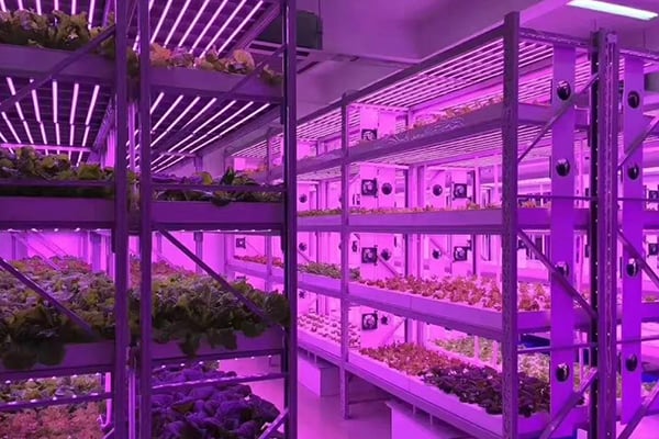 茄子视频成人在线观看