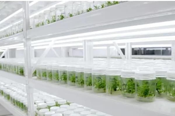 茄子视频成人在线观看