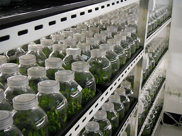 茄子视频成人在线观看设备