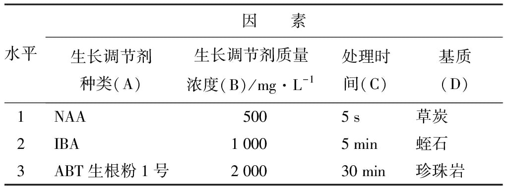 轮生冬青茄子视频成人在线观看苗微枝试管外生根技术