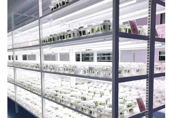 茄子视频成人在线观看  茄子视频成人在线观看苗