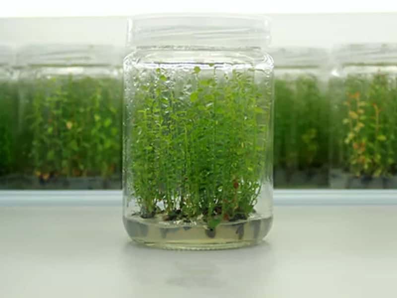 茄子视频成人在线观看瓶