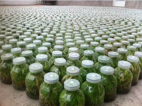 茄子视频成人在线观看瓶高效消毒剂S105使用说明书